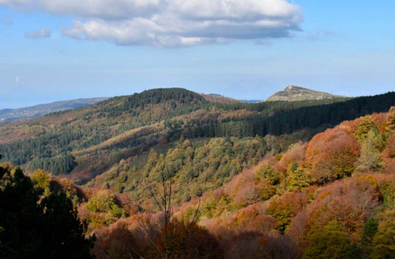 bosco di floresta